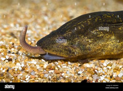 swamp fish|Swamp eel .